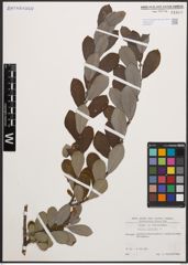 Foto von Salix cinerea L.